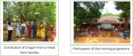 Image of Baskitala Dasheri Mango Producer Group 2