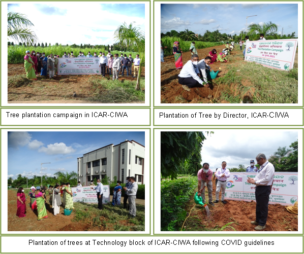 Image of Tree Plantation Campaign