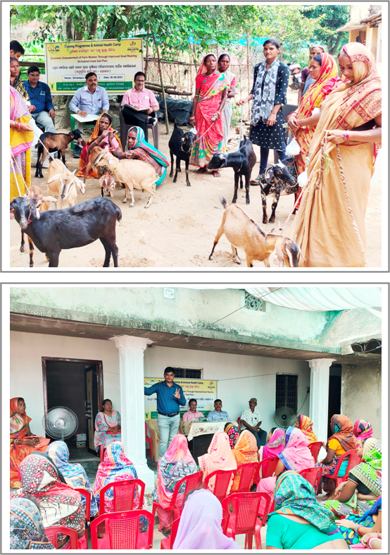 Image of Goat Farming and Animal Health camp under SCSP 1