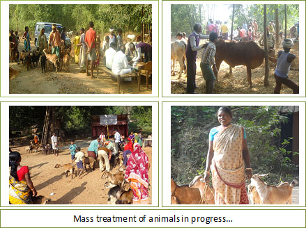 Image of animals in progrss
