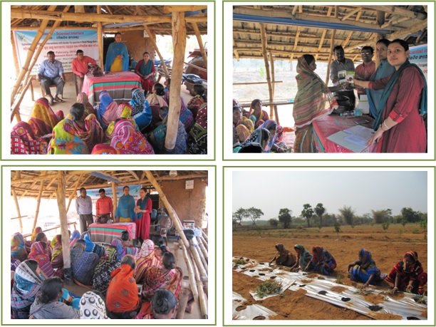 Image of Gender perspective in small mango orchards